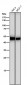 Anti-Flotillin 2 FLOT2 Rabbit Monoclonal Antibody